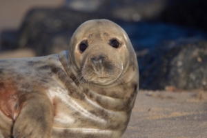 fur seal look cute 4k 1542242991