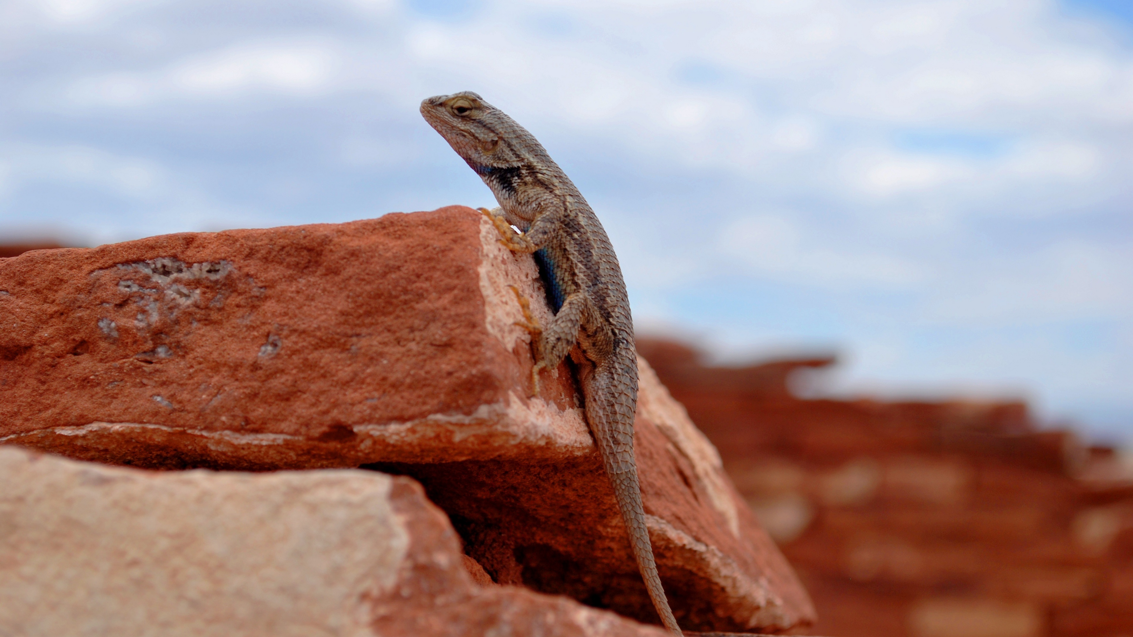 gecko lizard reptile rocks 4k 1542242928