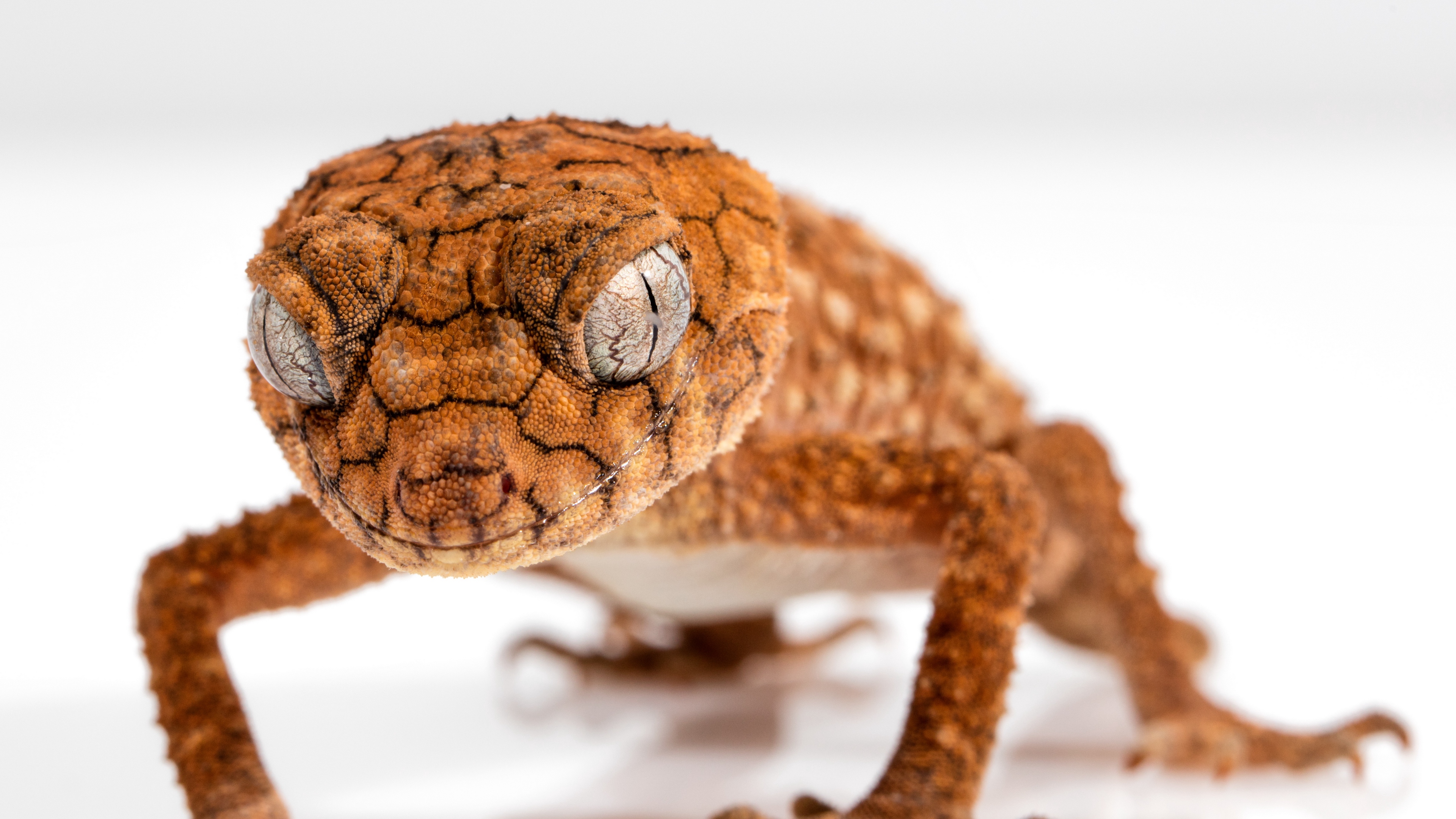 gecko reptile lizard close up 4k 1542242893