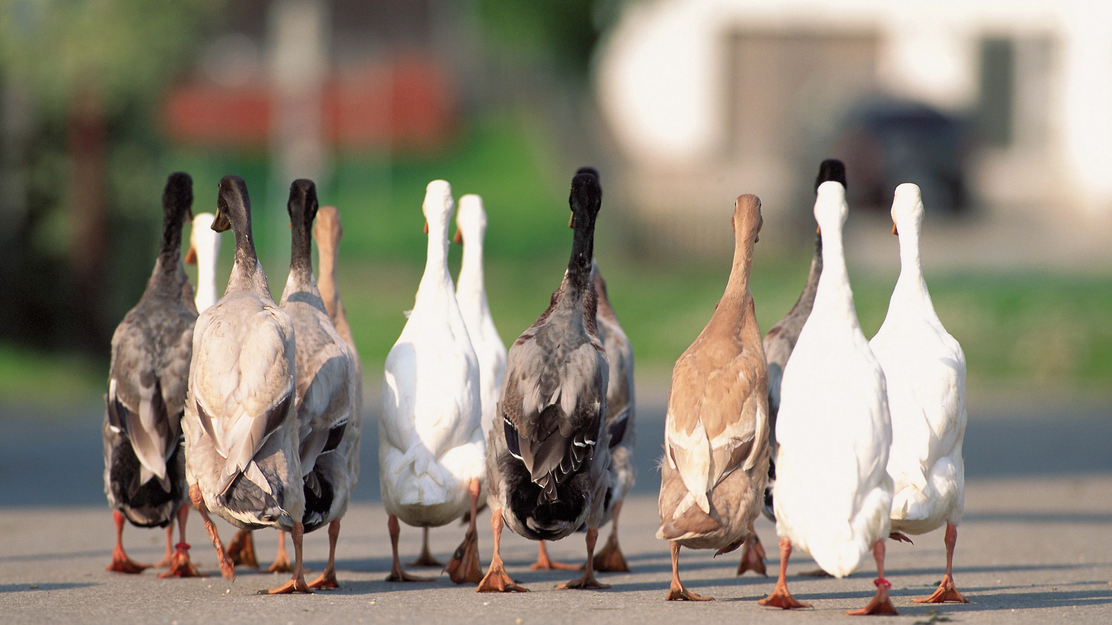 geese flock asphalt 4k 1542242112