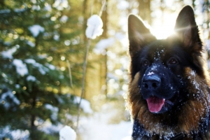 german shepherd in snow 4k 1542237854