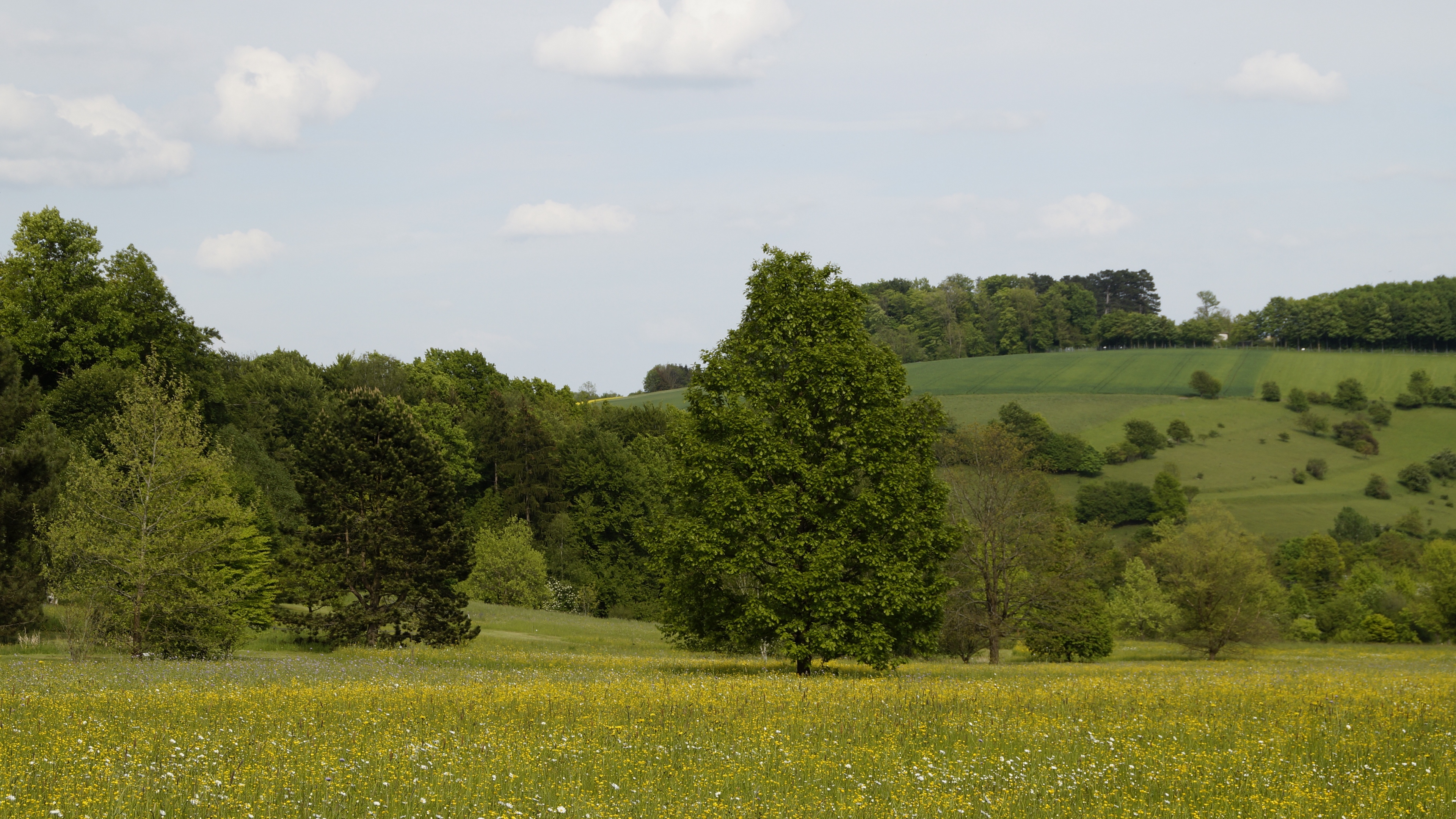 germany forest grass 4k 1541117501