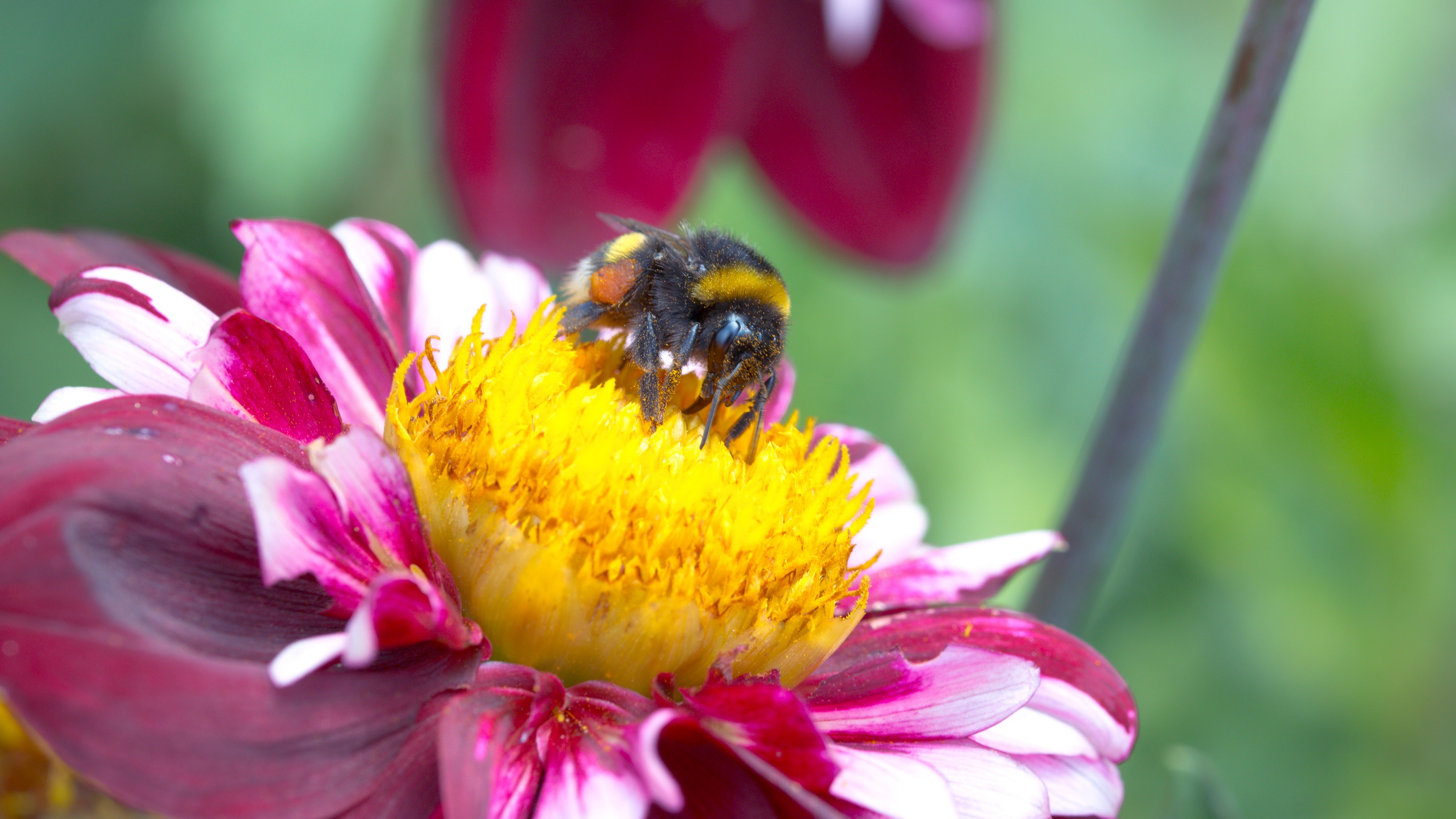 gerogina bee pollination 4k 1541117888