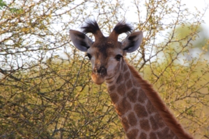 giraffe ears spotted 4k 1542242724