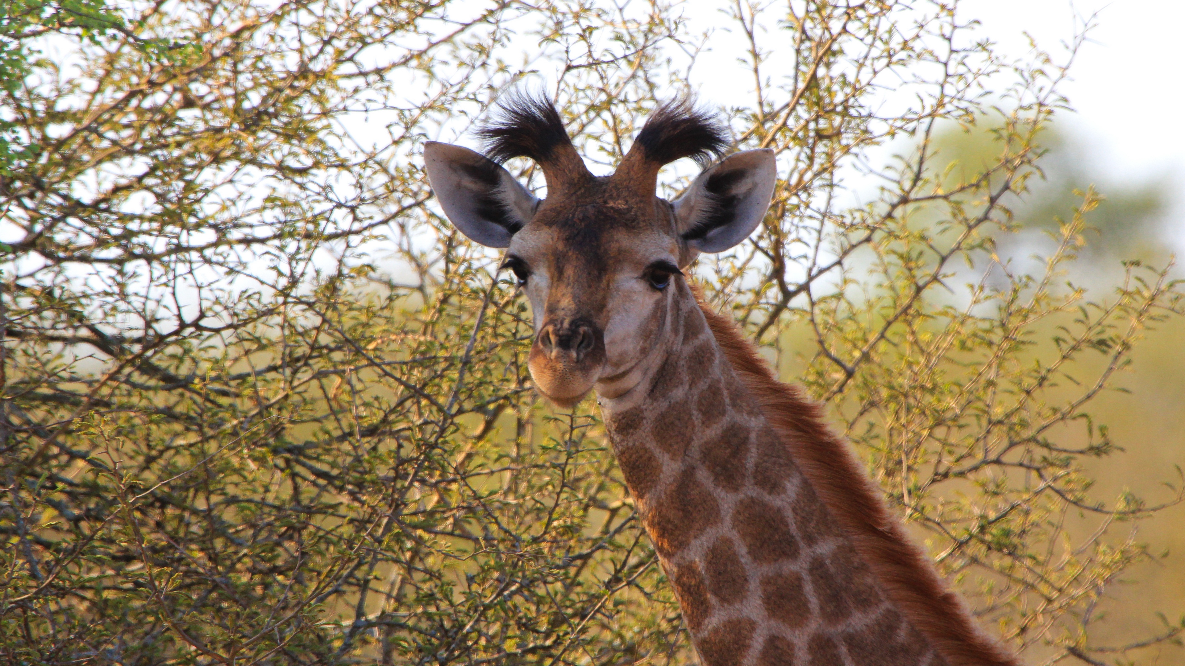 giraffe ears spotted 4k 1542242724