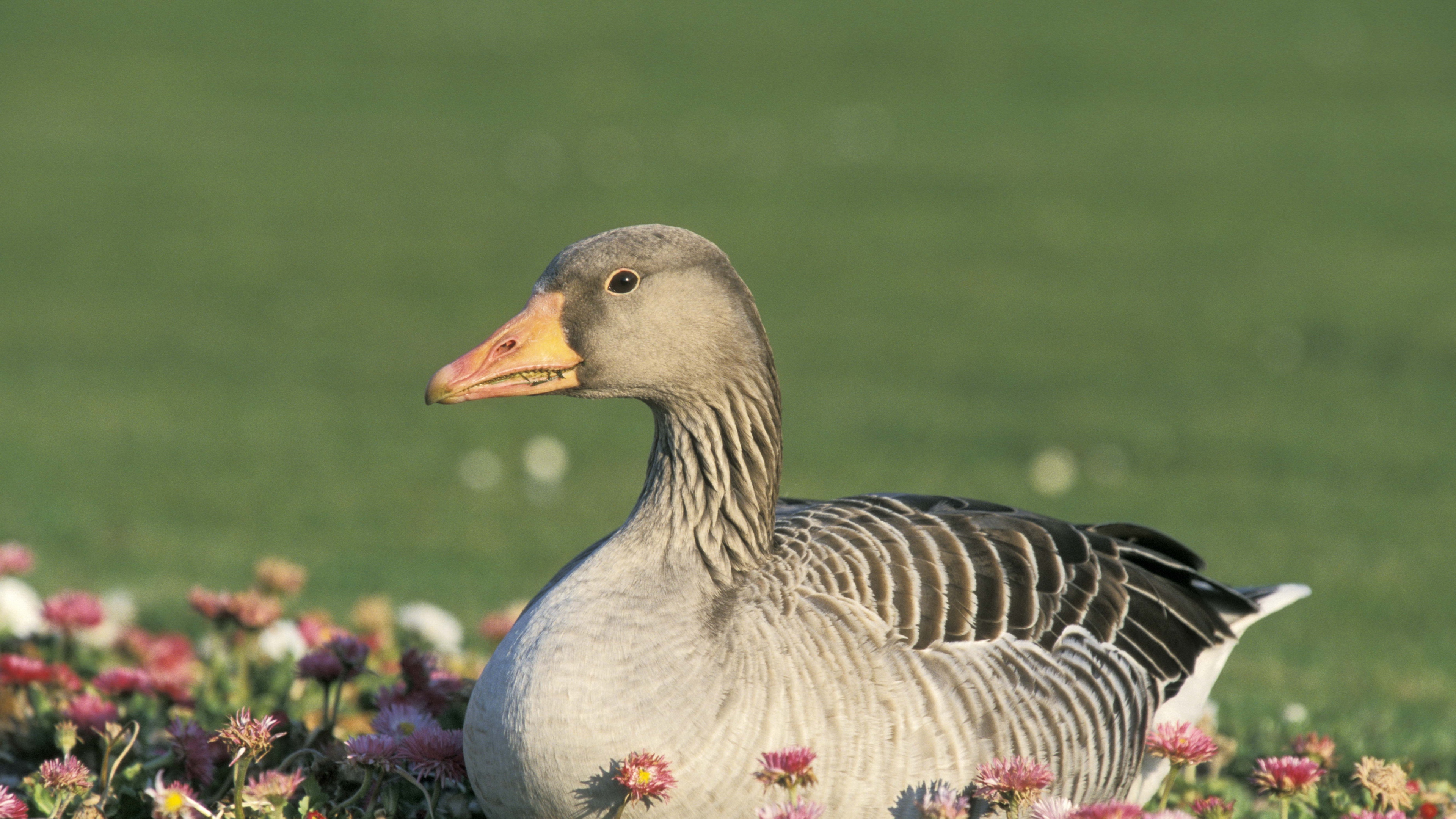 goose flowers bird 4k 1542242846