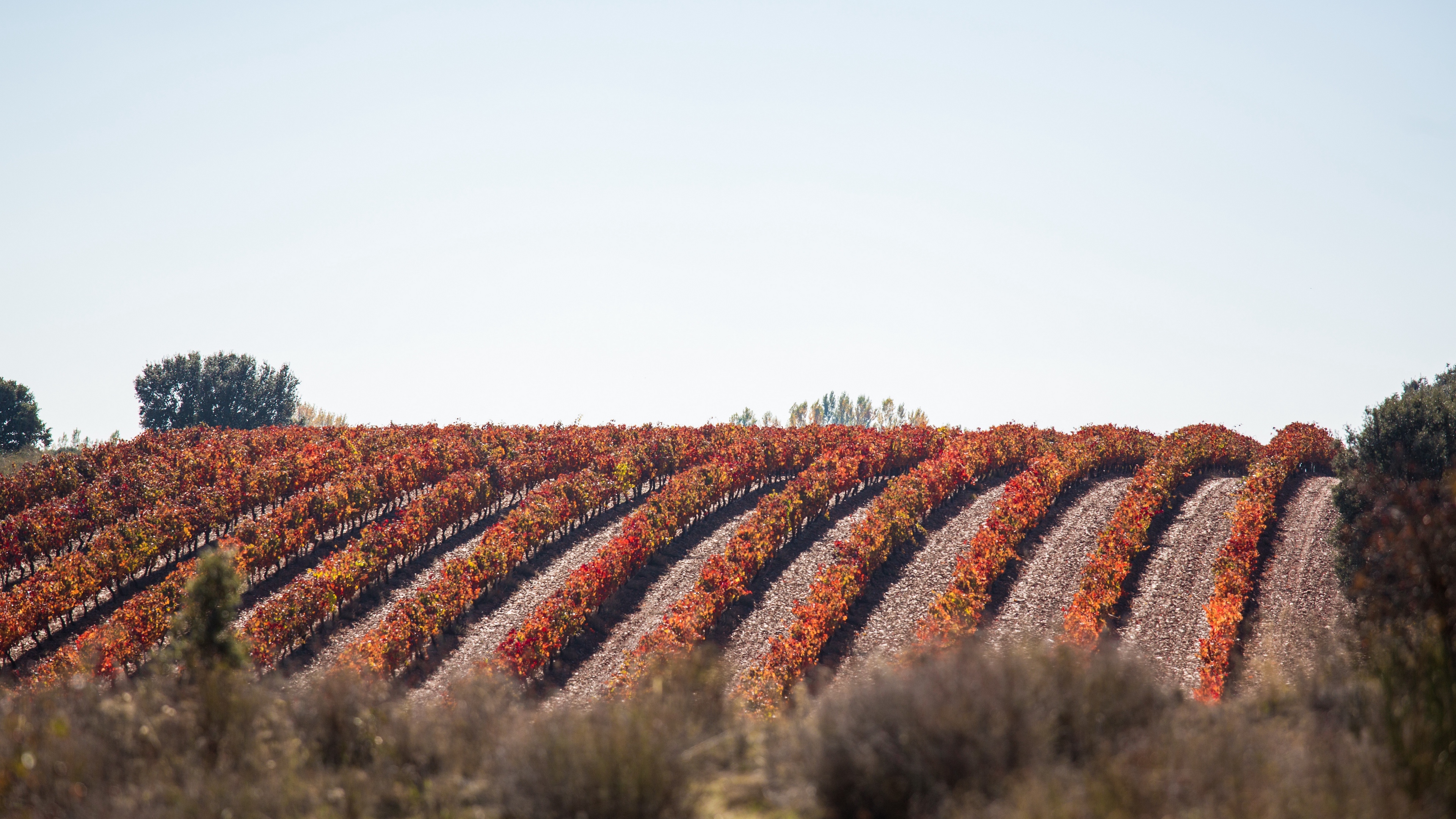 grape vine field landscape 4k 1541114001