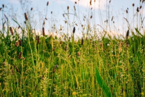 grass field summer green sunny 4k 1541116813