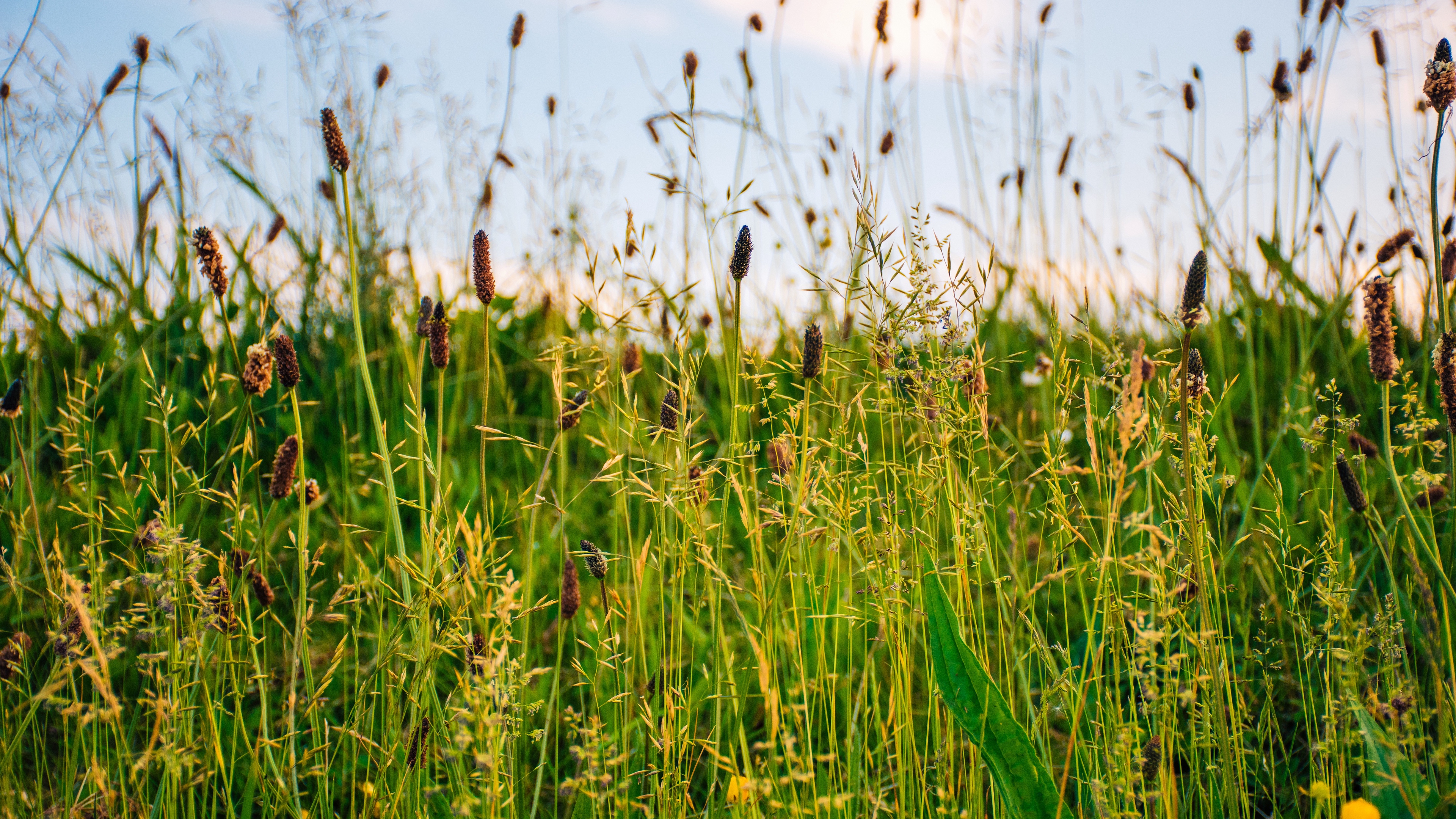 grass field summer green sunny 4k 1541116813