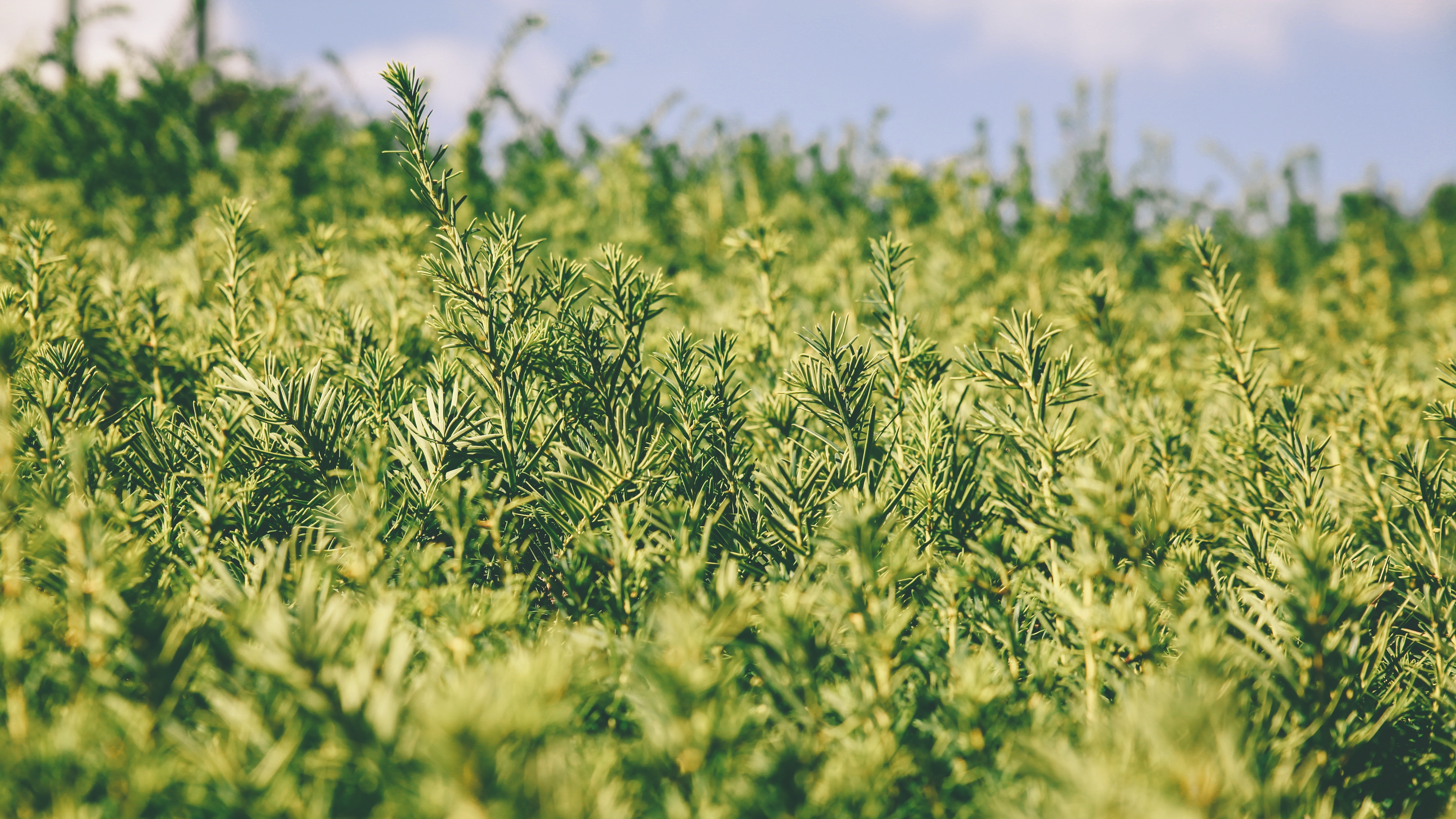 grass green plant blur garden 4k 1541115502