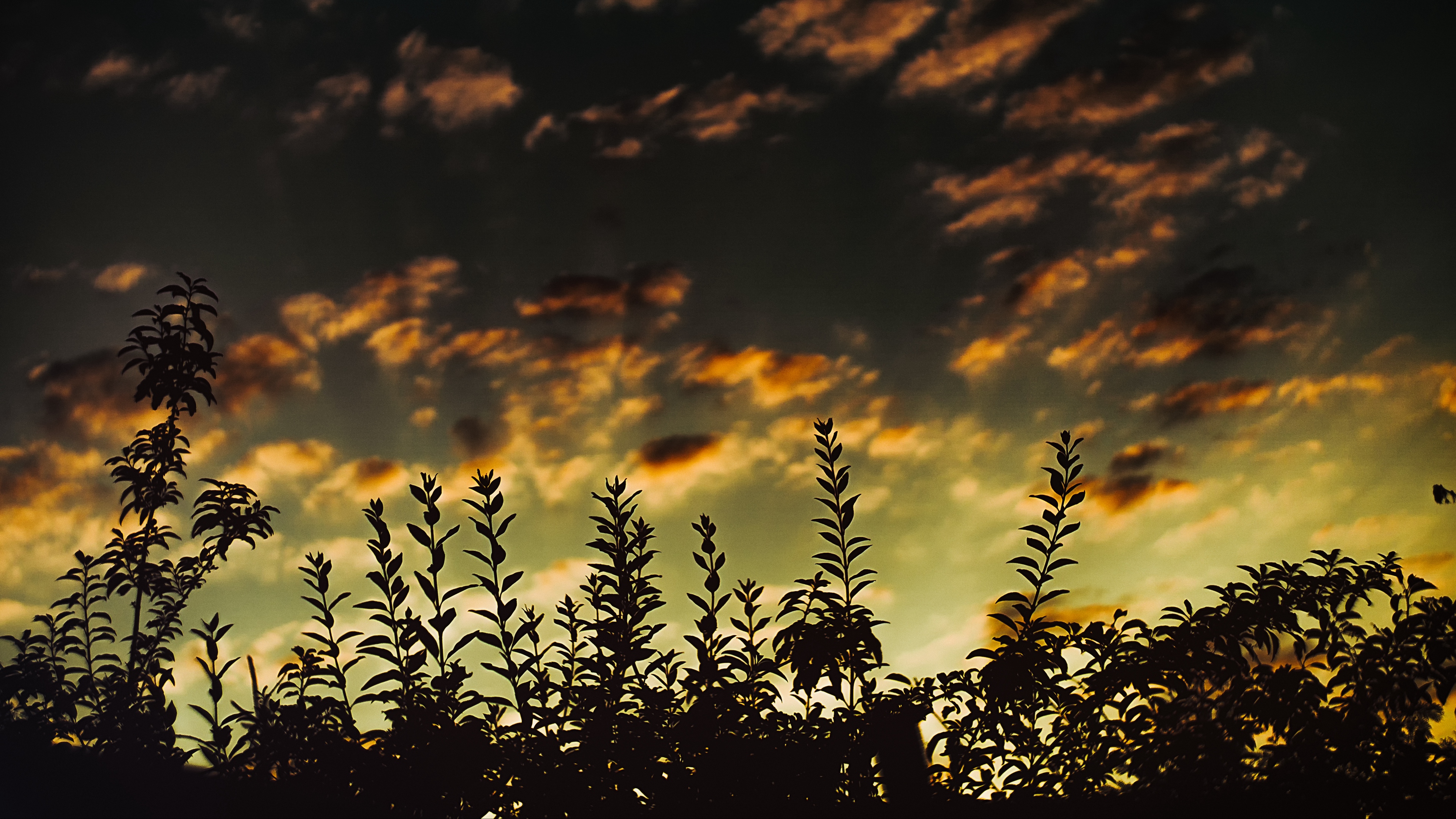 grass sunset clouds dark 4k 1541116652