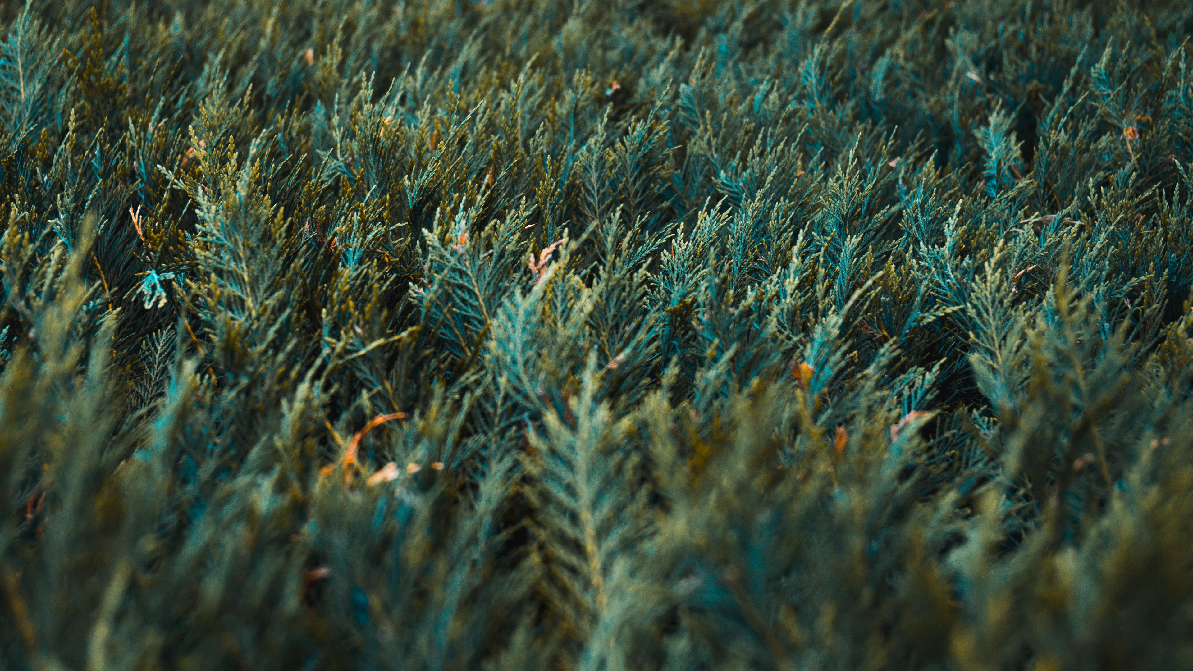 grass vegetation green 4k 1541115029