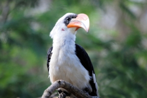 great hornbill bird beak 4k 1542241797