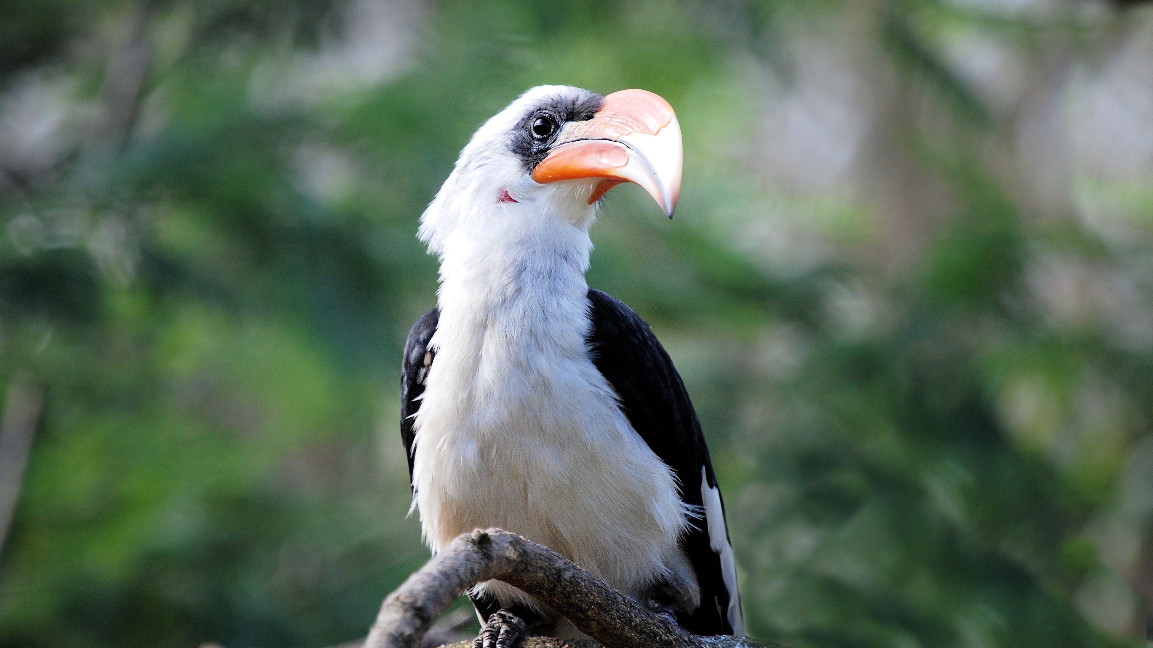 great hornbill bird beak 4k 1542241797