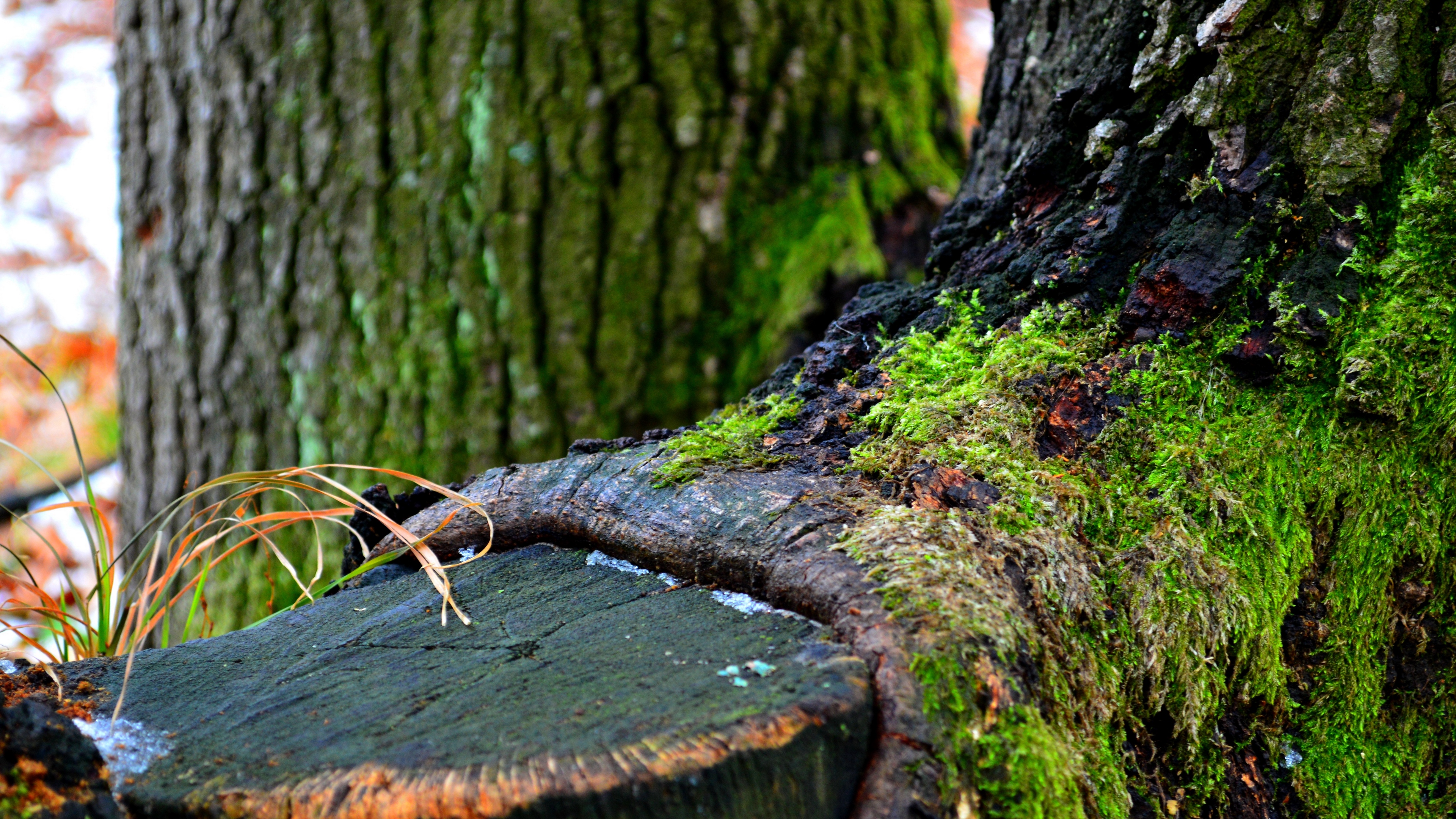 green tree winter 4k 1541117545