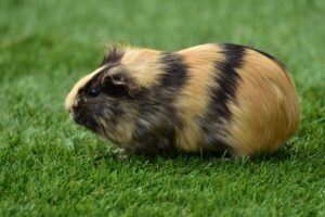 guinea pig grass rodent 4k 1542242211