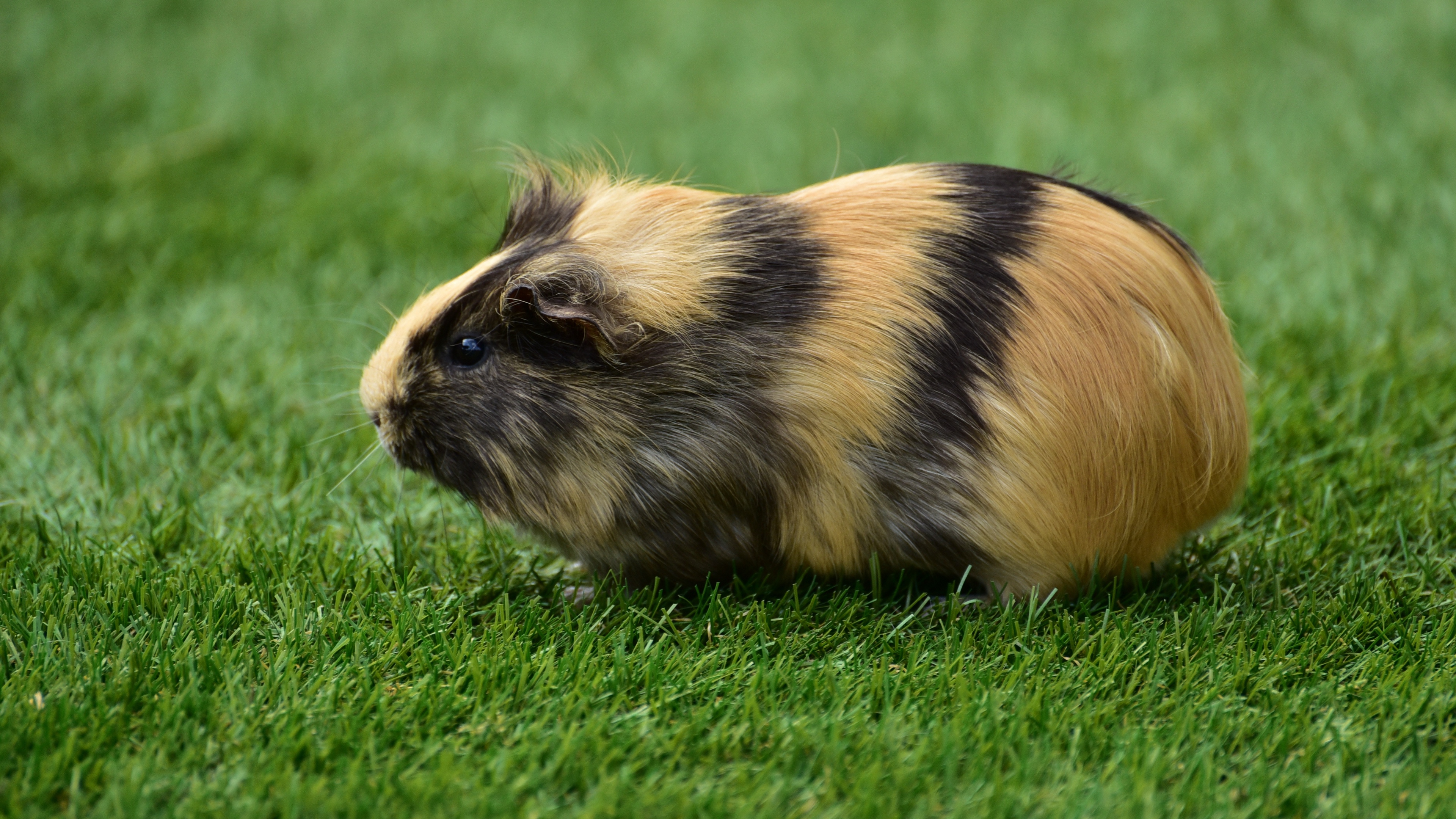 guinea pig grass rodent 4k 1542242211