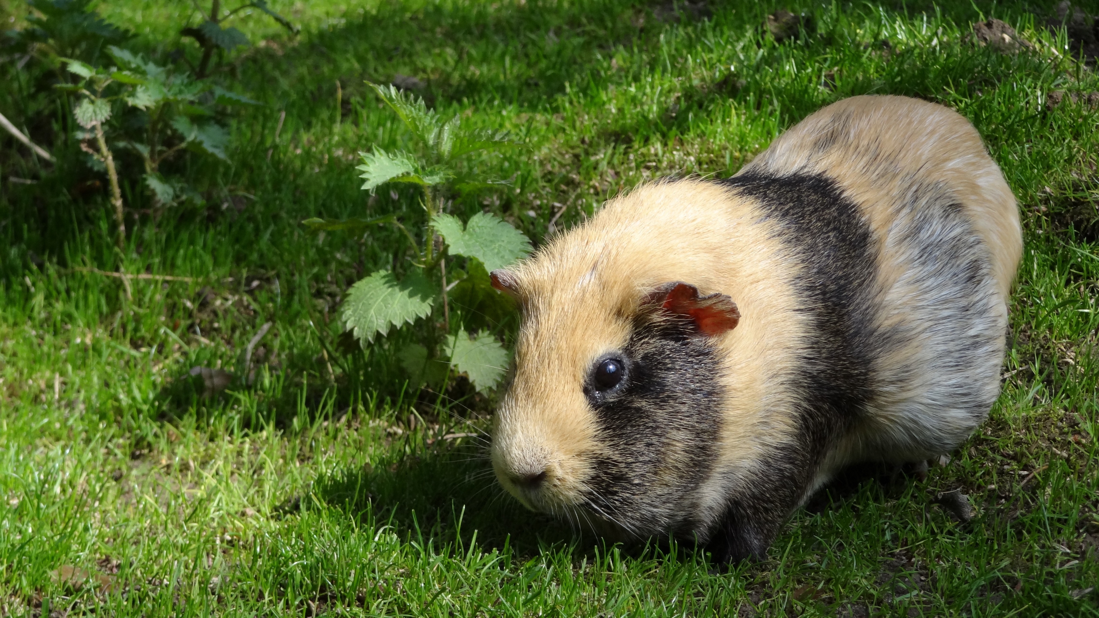 guinea pig rodent striped grass 4k 1542242261