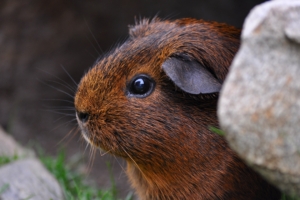 guinea pig sitting rodent 4k 1542242582