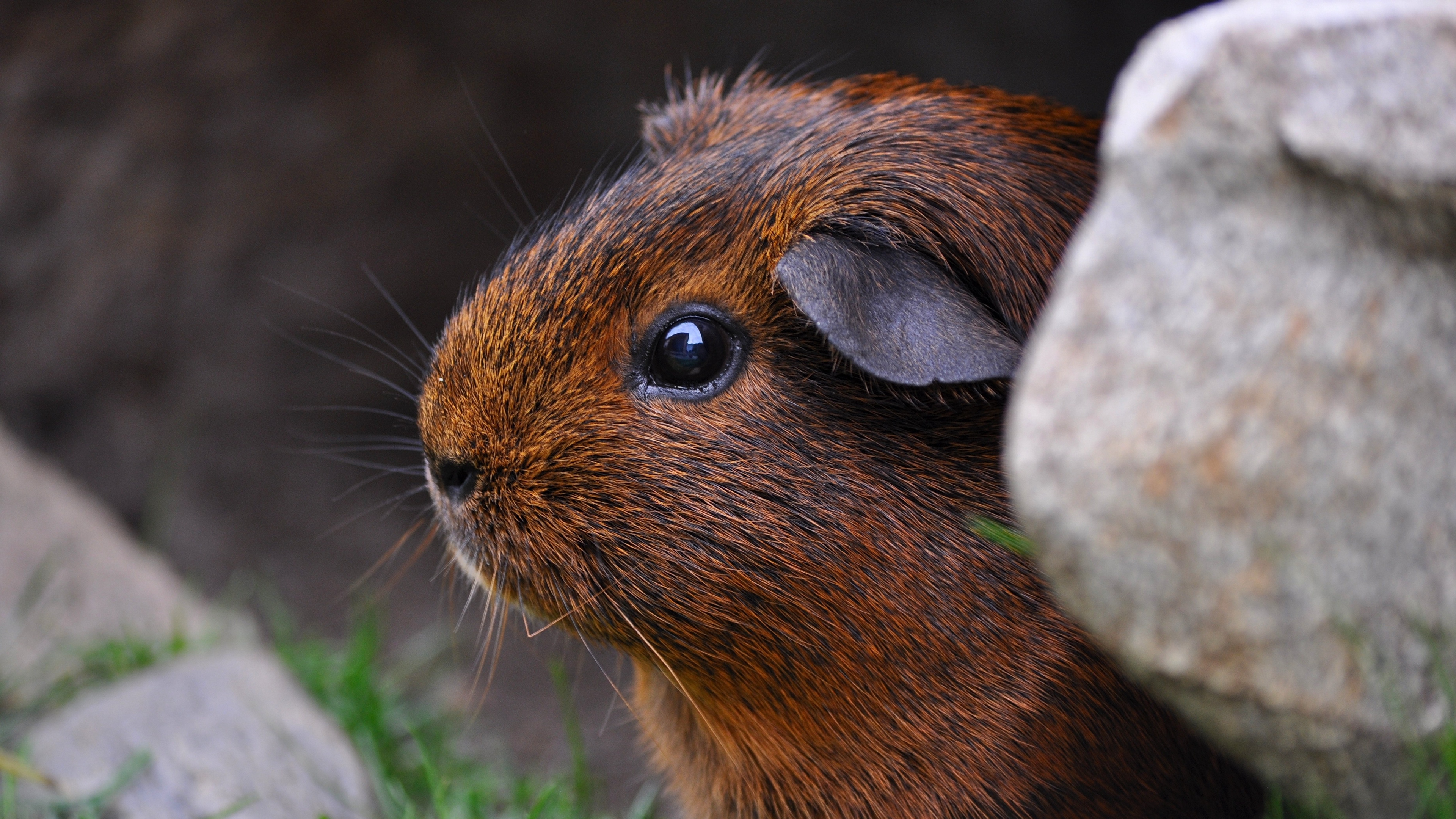 guinea pig sitting rodent 4k 1542242582