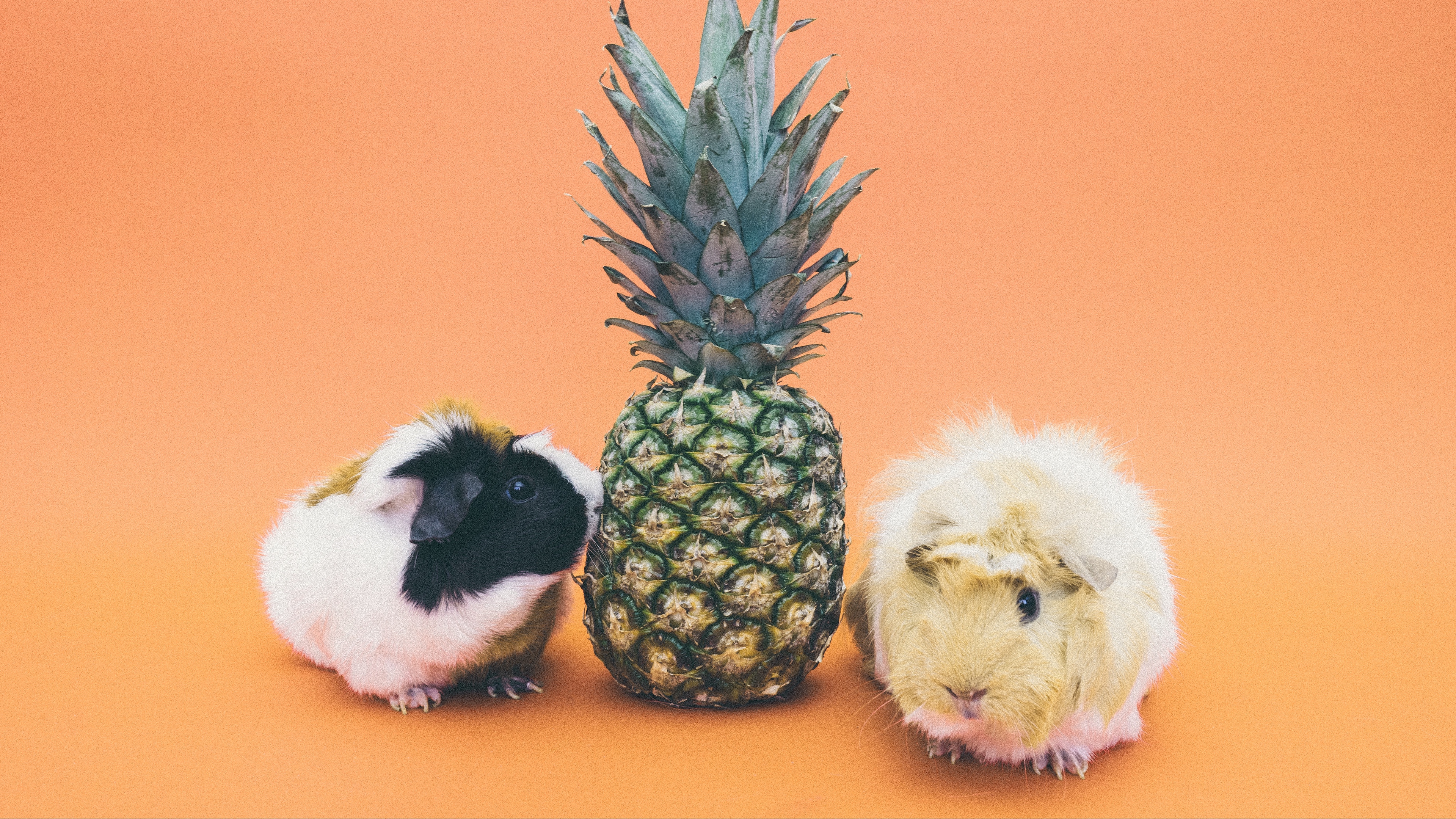 guinea pigs pineapple rodent 4k 1542243012