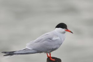 gull recreation bird tree stump 4k 1542242127