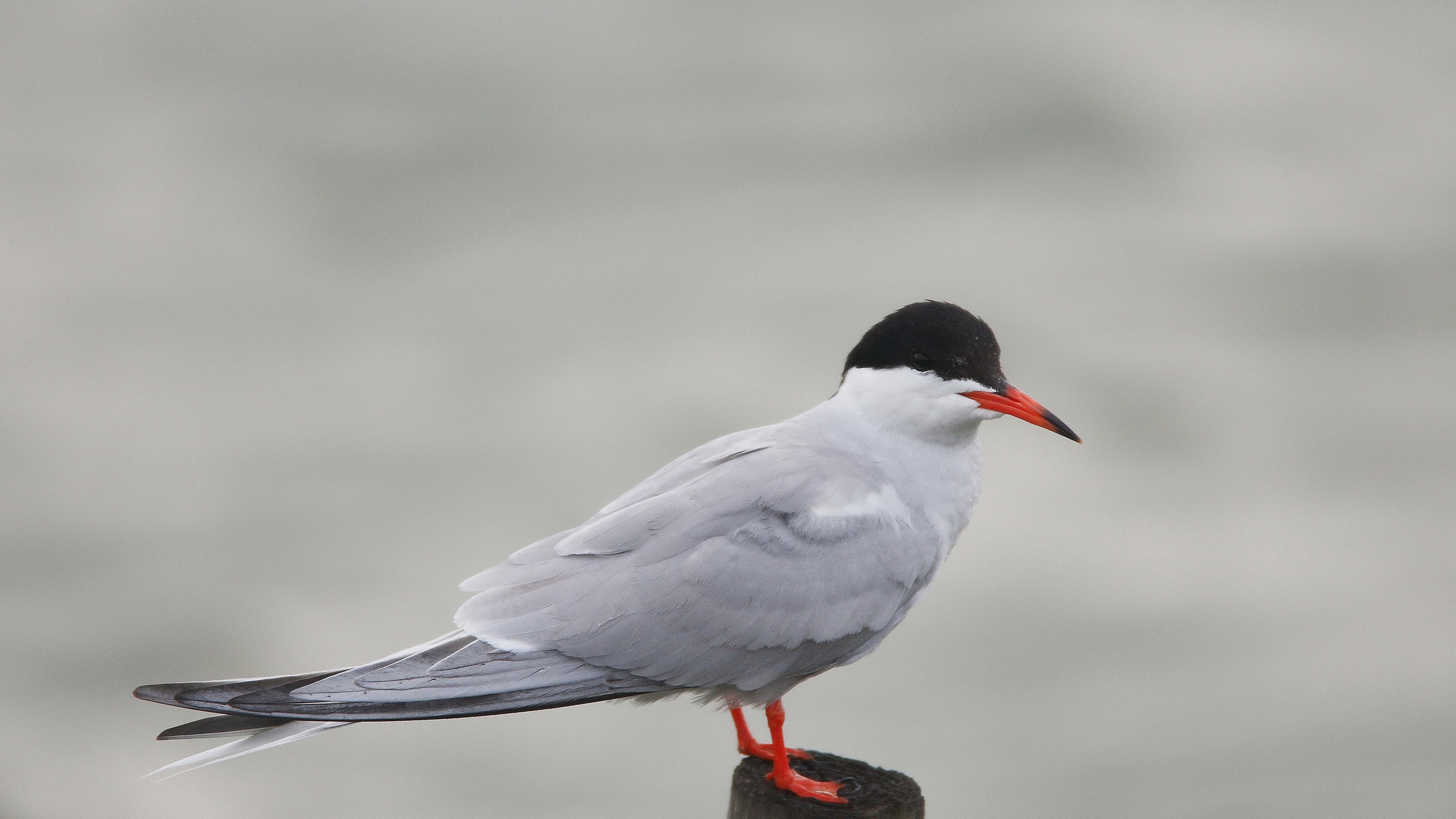 gull recreation bird tree stump 4k 1542242127