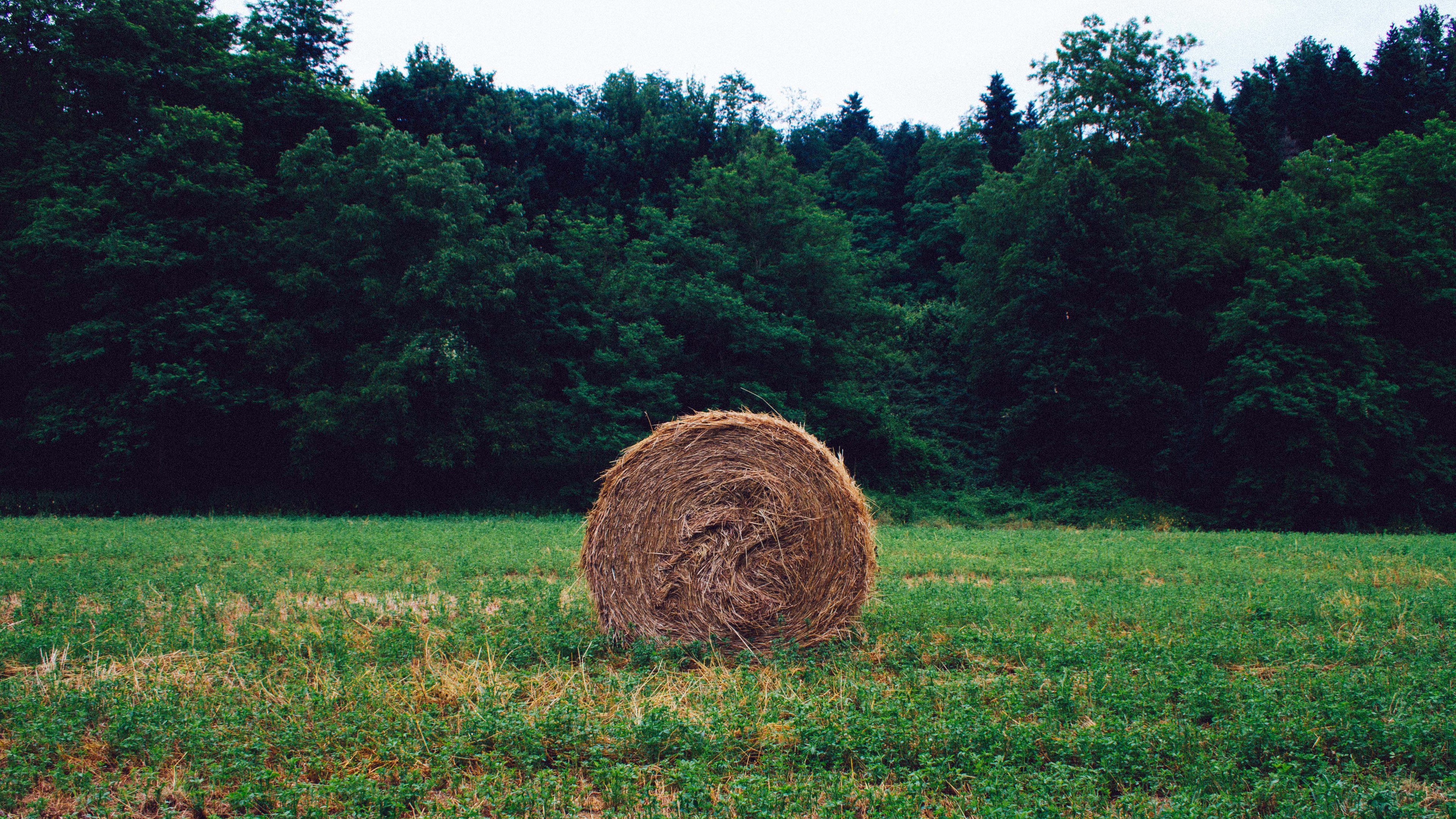 hay grass forest 4k 1541116795