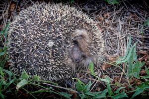 hedgehog grass fall nose 4k 1542242108