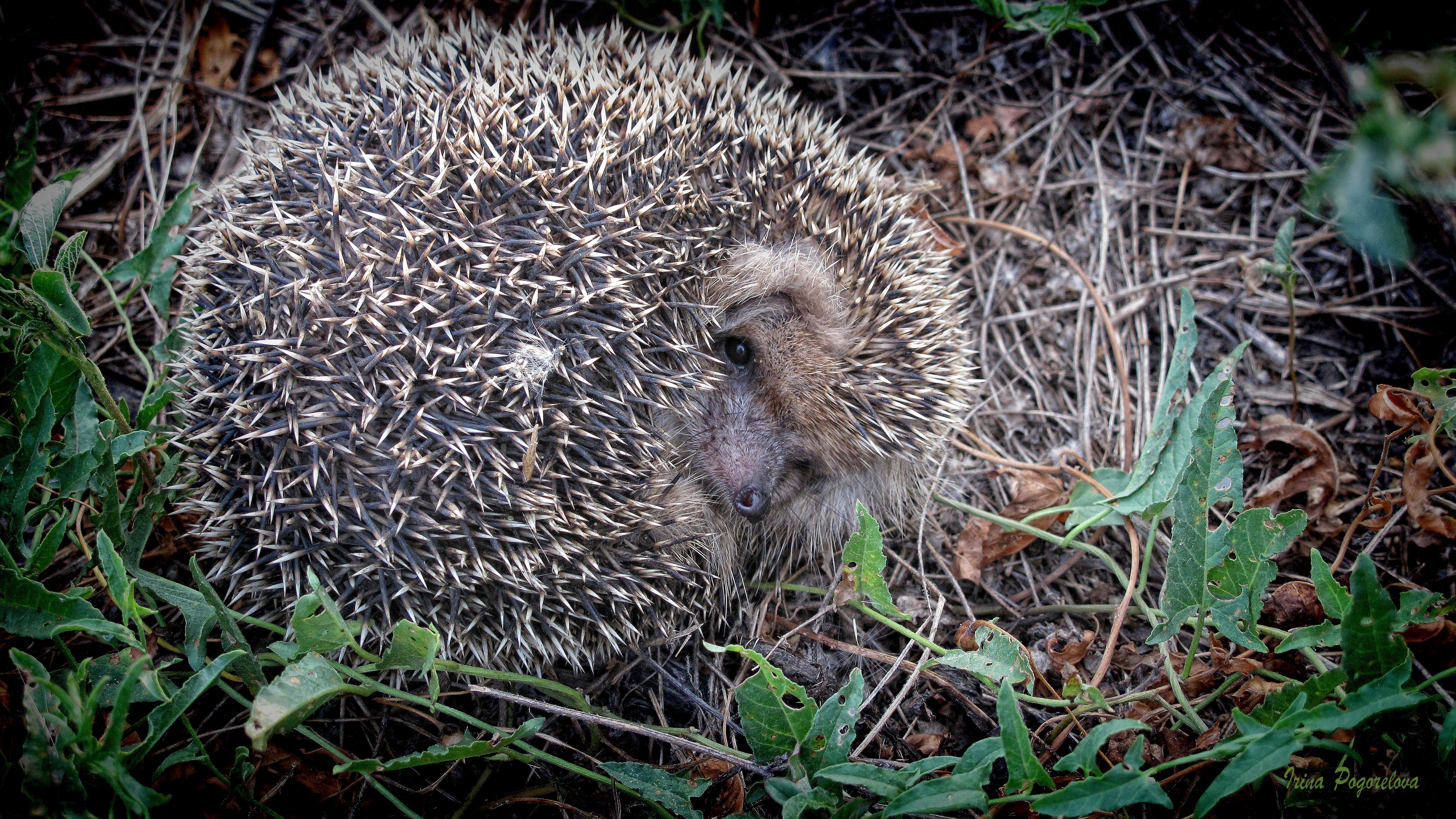 hedgehog grass fall nose 4k 1542242108