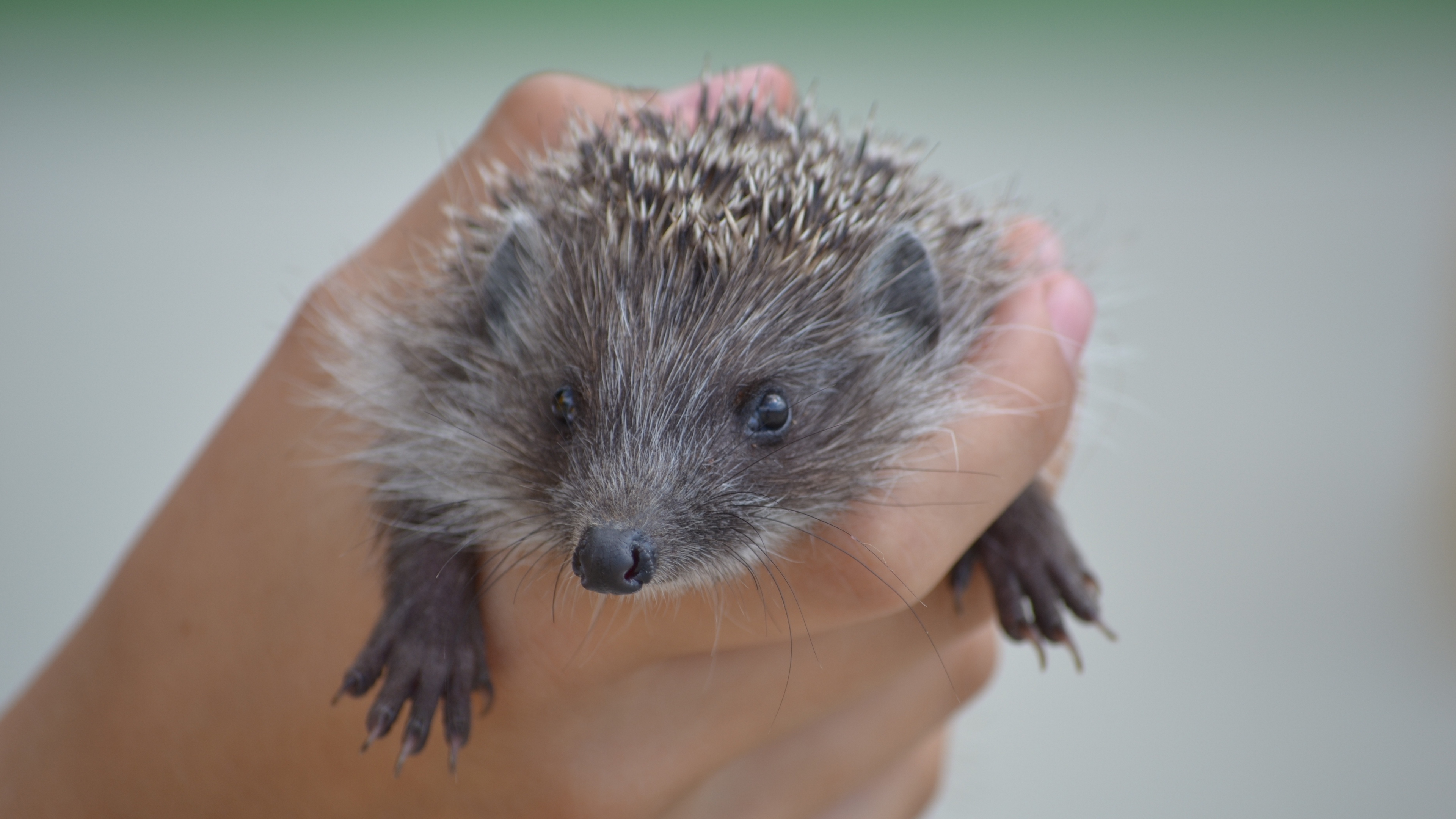 hedgehog hand spines 4k 1542242651