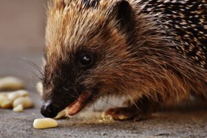 hedgehog prickles meal muzzle 4k 1542241873