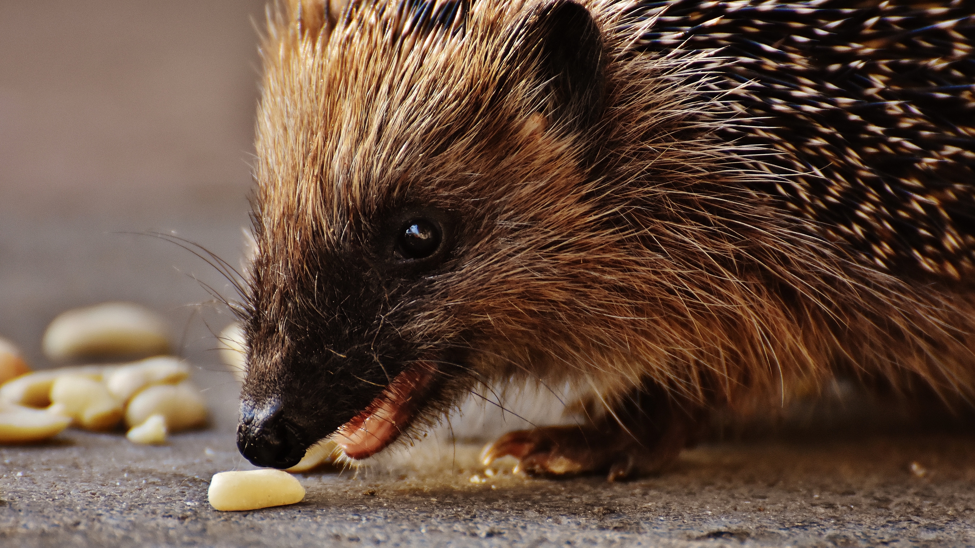 hedgehog prickles meal muzzle 4k 1542241873