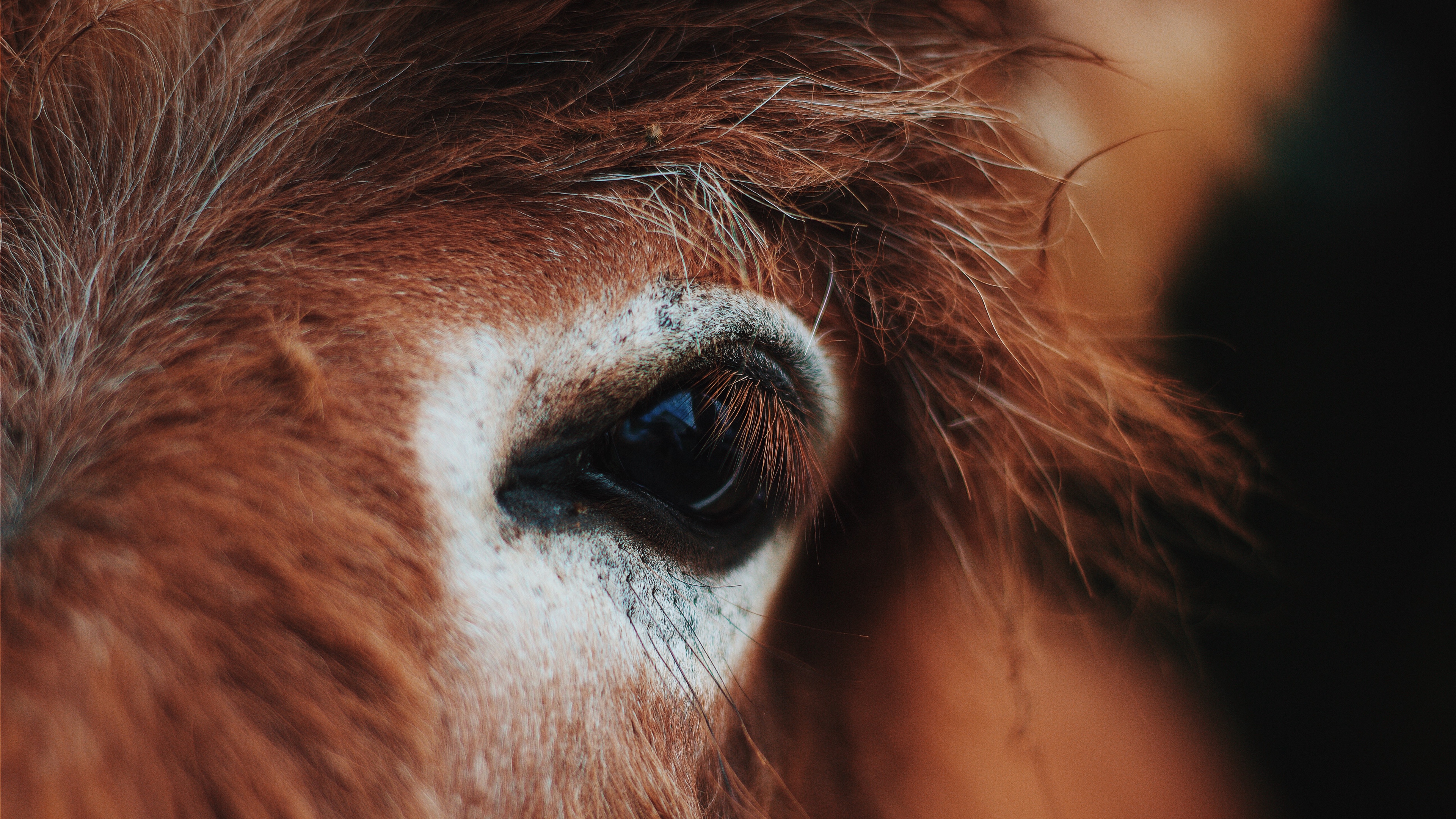 horse eye mane eyelashes 4k 1542243039