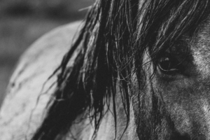 horse eyes mane bw 4k 1542241533