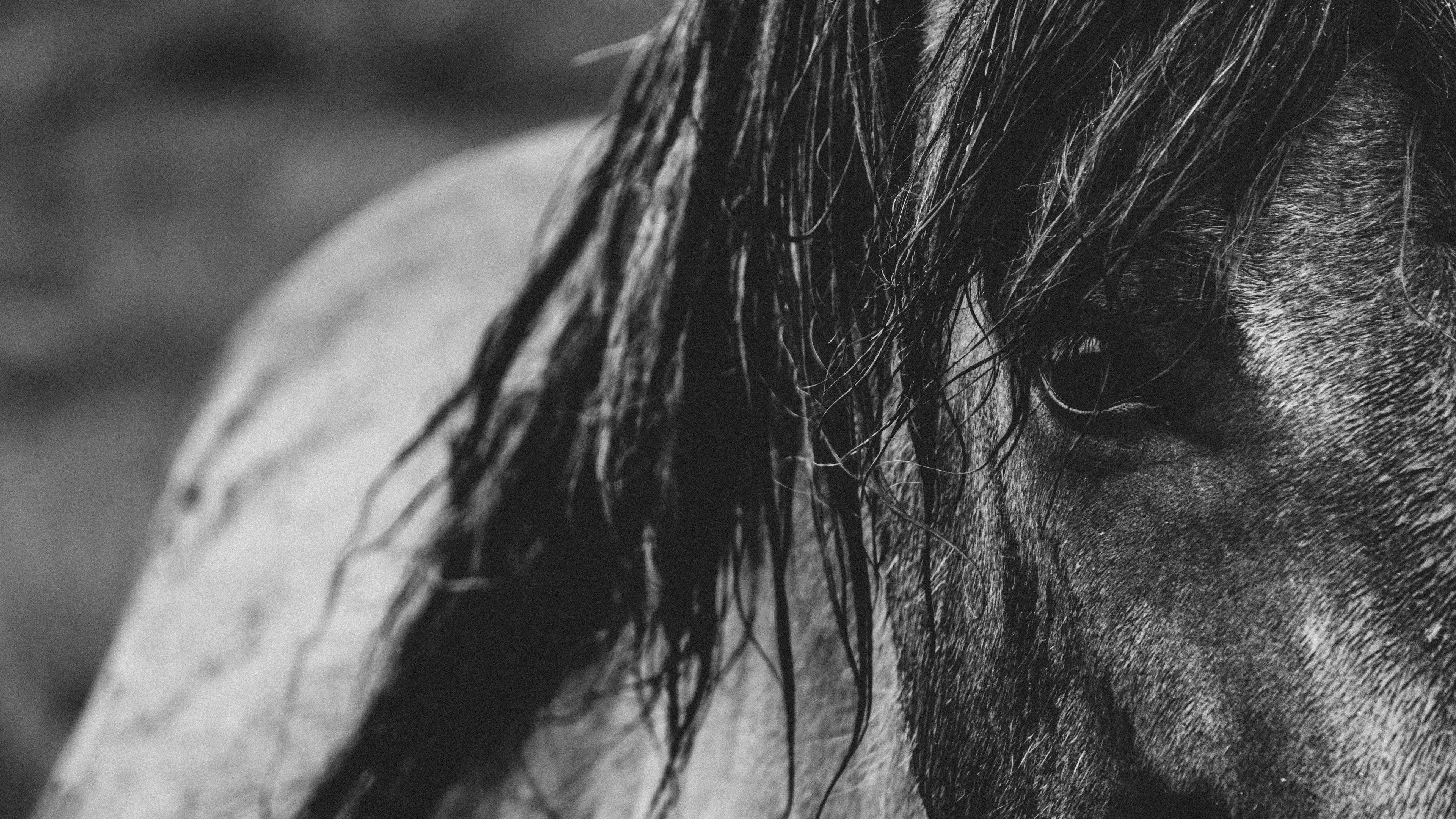 horse eyes mane bw 4k 1542241533