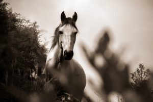 horse grayscale 1542238753