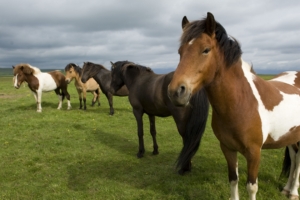 horse herd grass stand 4k 1542241759