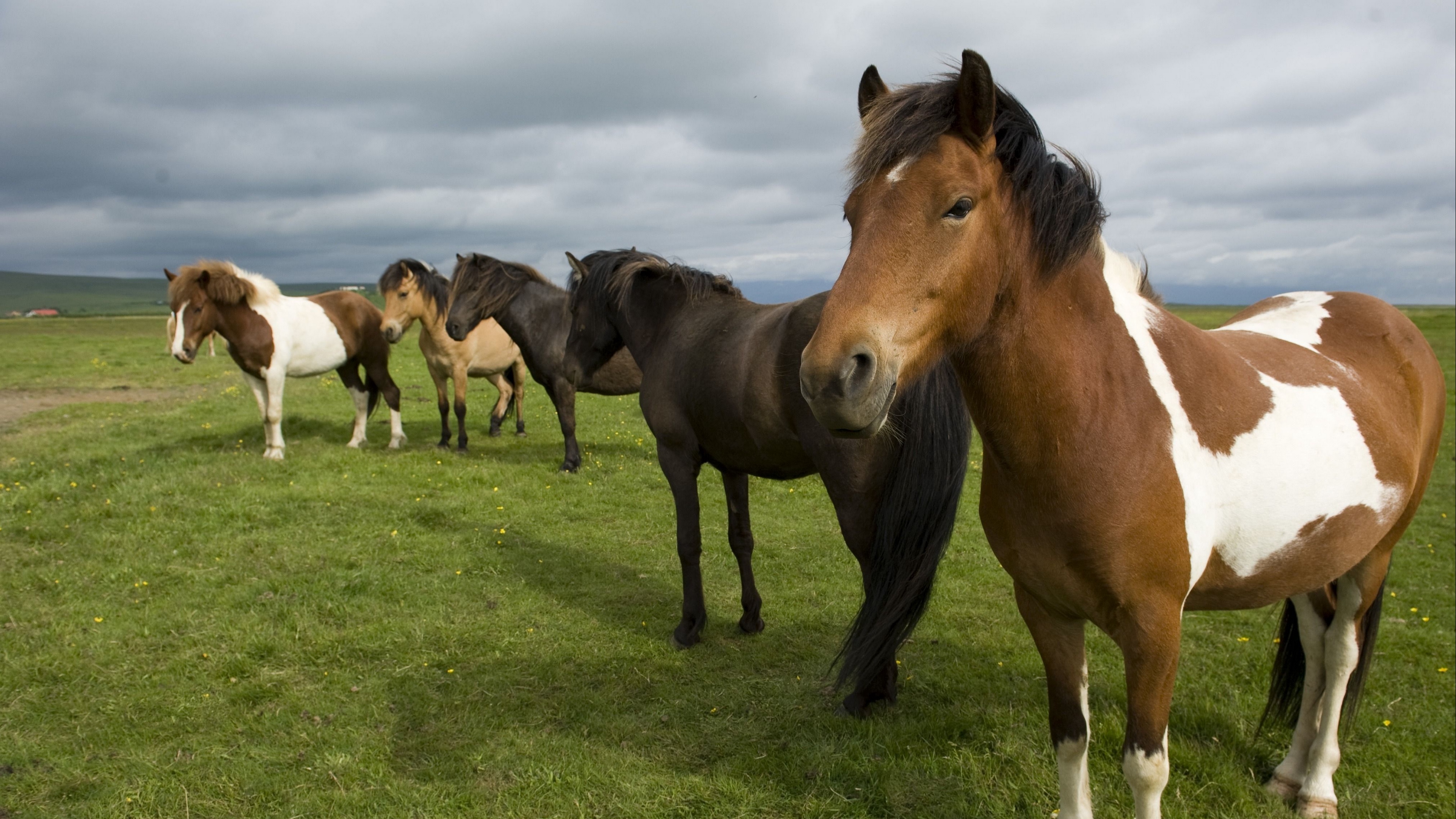 horse herd grass stand 4k 1542241759