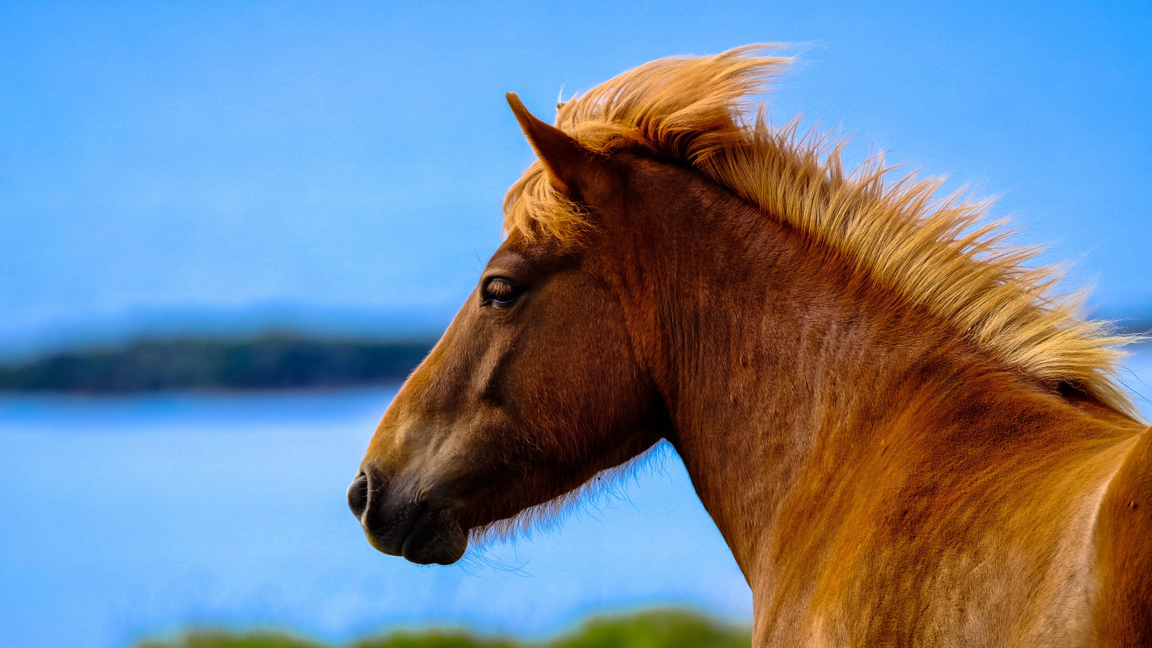 horse in depth of field 4k 1542238314