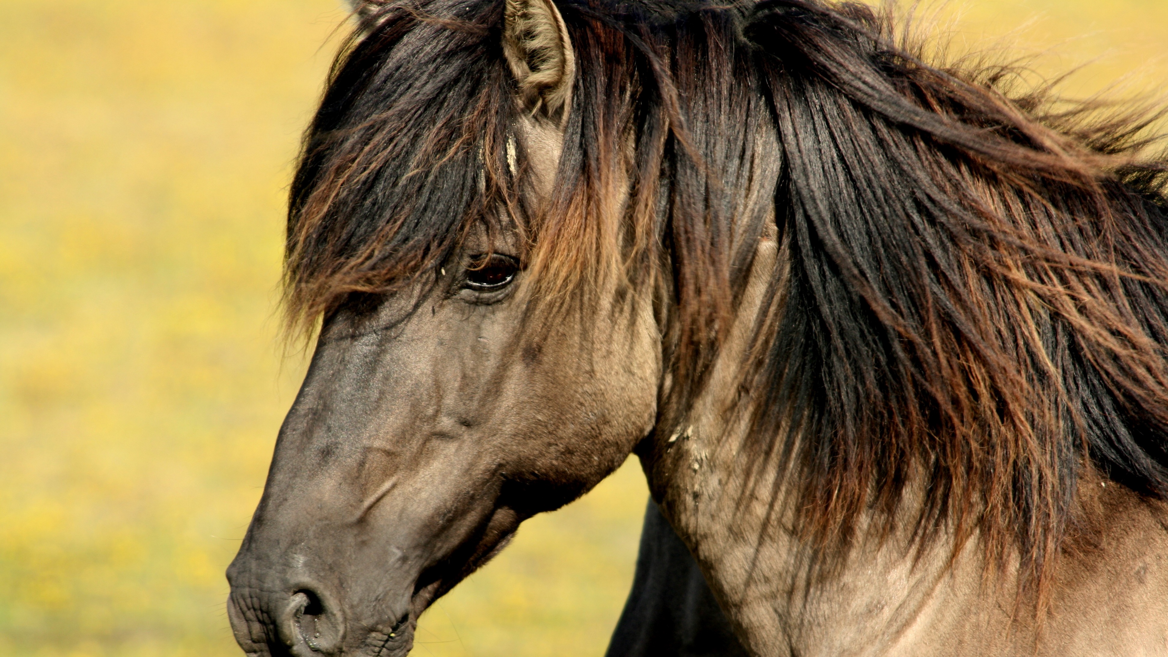 horse muzzle mane 4k 1542242429