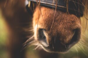 horse nose close up 4k 1542241917