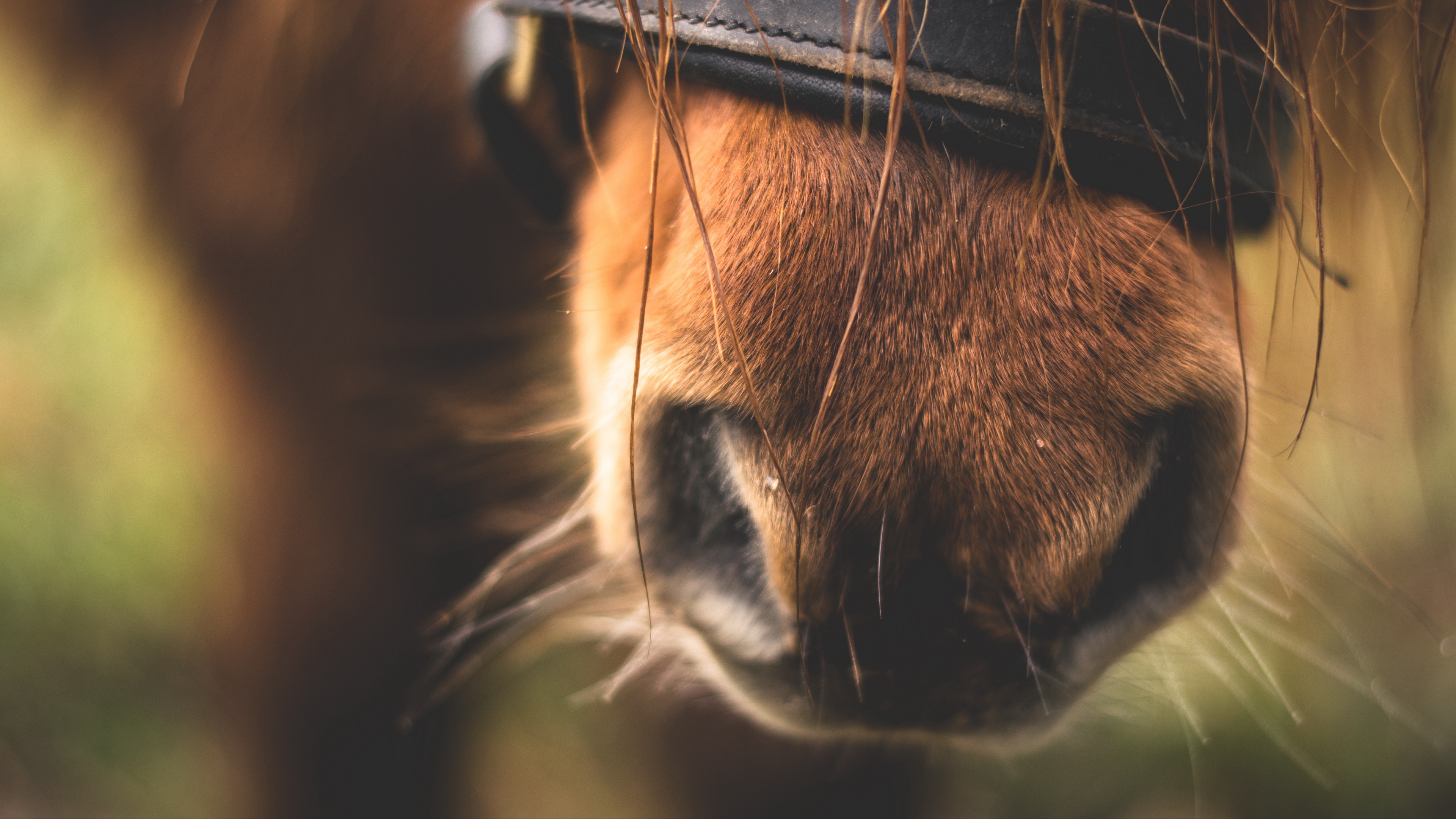 horse nose close up 4k 1542241917