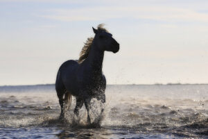 horse running on the beach 4k 4k 1542238384