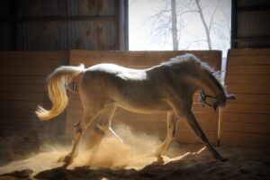 horse stables dust color 4k 1542242554