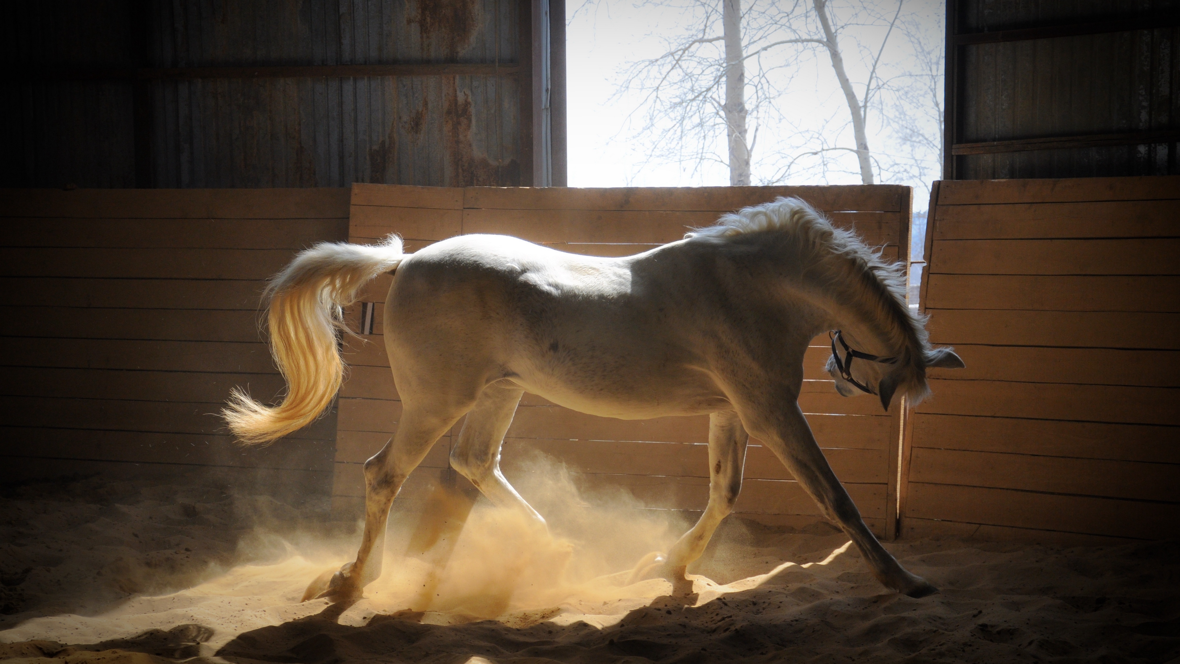 horse stables dust color 4k 1542242554