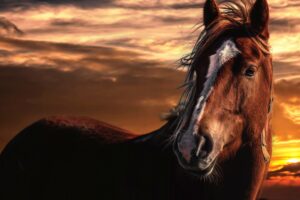 horse sunset mane sky wind 4k 1542242674