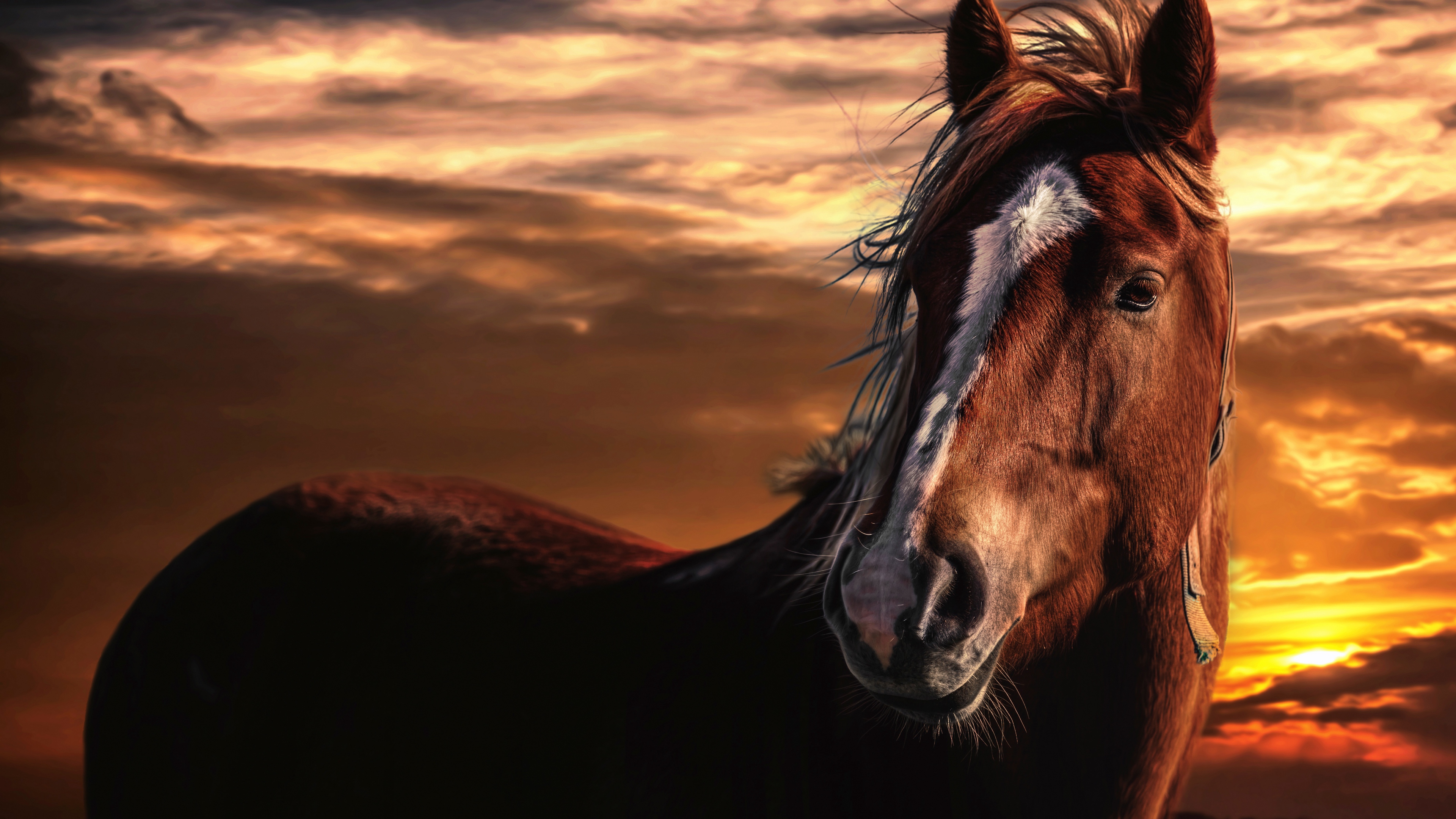 horse sunset mane sky wind 4k 1542242674