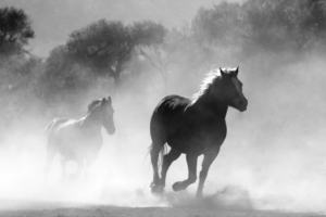 horses running dust monochrome 4k 1542239651