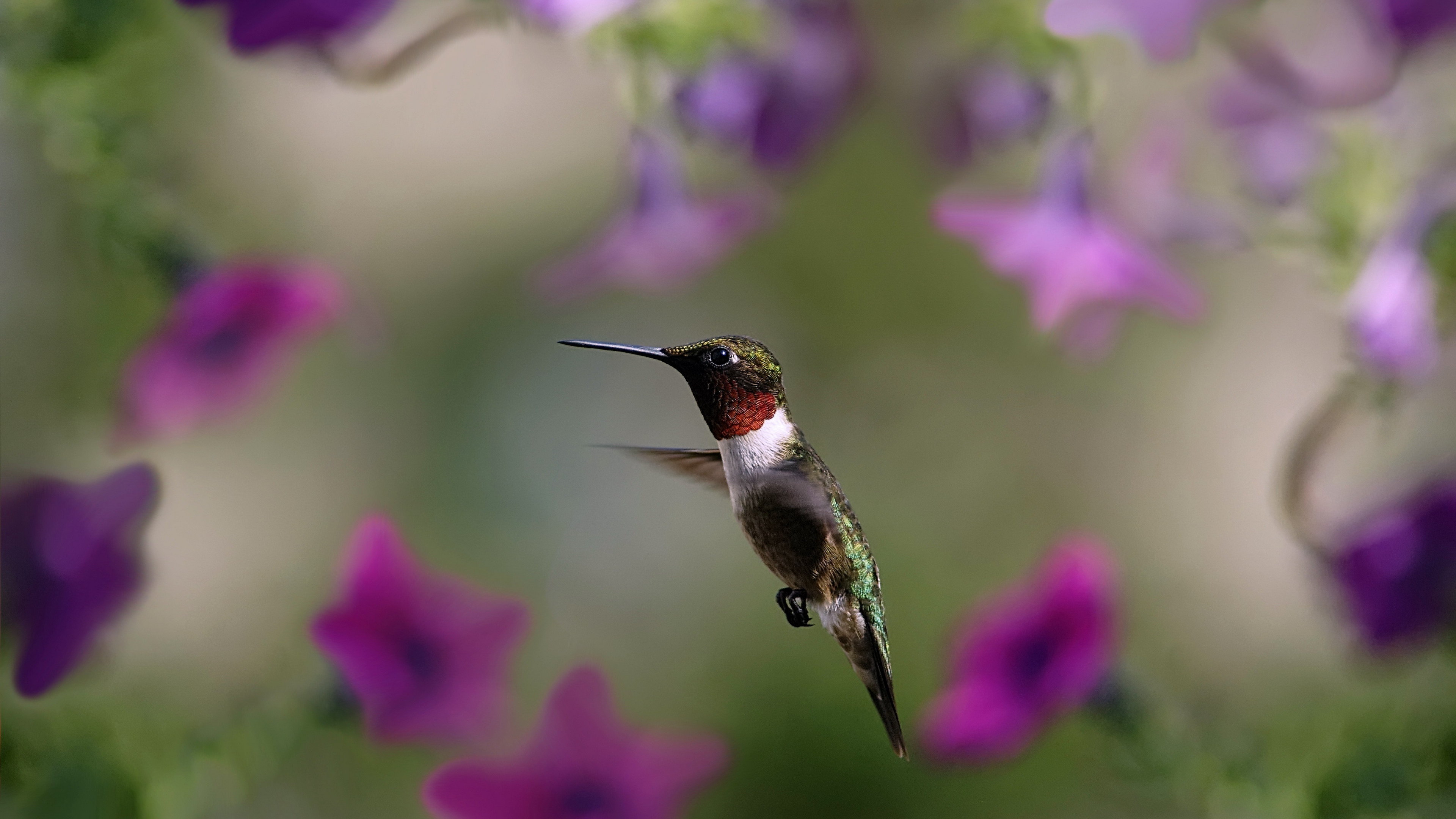 hummingbird bird wings flap 4k 1542242698